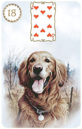 card-5