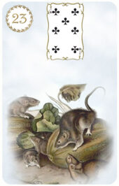 card-8