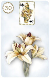 card-31