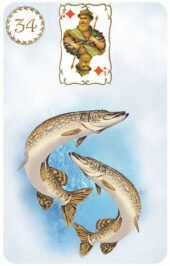 card-24